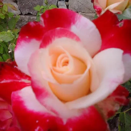 בית הארחה Casa Maria